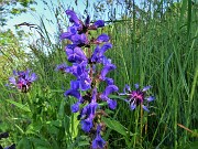 12 Salvia pratensis (Salvia dei prati) con Centaurea triumfettii  (Fiordaliso di Tronfetti) 